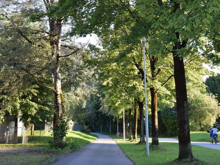 Baumallee im Dr.-Hans-Lechner-Park, Schallmoos